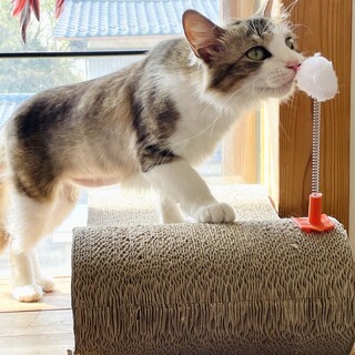 ビビりだけど遊ぶの大好き半長毛のきじしろキラちゃん