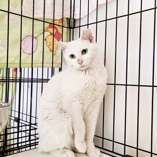 美形の白猫兄妹　パンナ♀