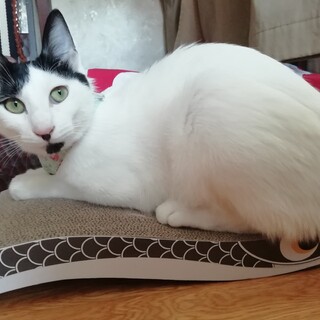 アゴひげが素敵な『オラフ』