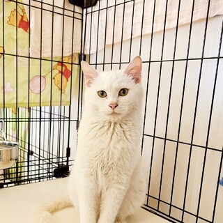 美形の白猫兄妹　コッタ♂