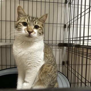 元地域猫 人間大好き!!!! ミロ君