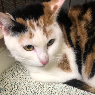 募集一時停止美猫で超ゴロスリ❤️三毛女子ハニー