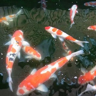 錦鯉の里親募集