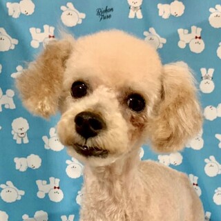 友部（ともべ）元気な甘えんぼさん♪