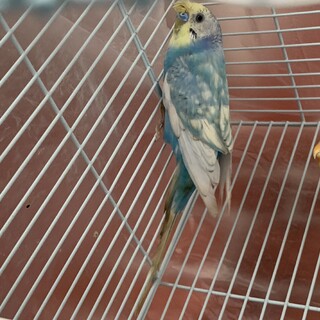 セキセイインコ2羽の里親募集！沖縄！