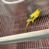 セキセイインコ2羽の里親募集！沖縄！ サムネイル2