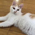やんちゃな白茶のモフモフ君です