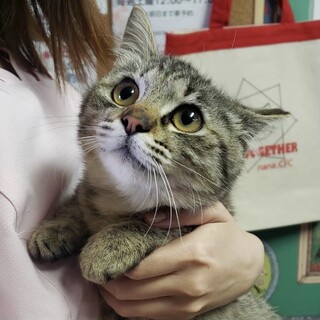 生後6ヶ月♀スリふみキジ白