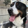 安心させてあげたい大きな甘えん坊、ザイオン６歳 サムネイル2