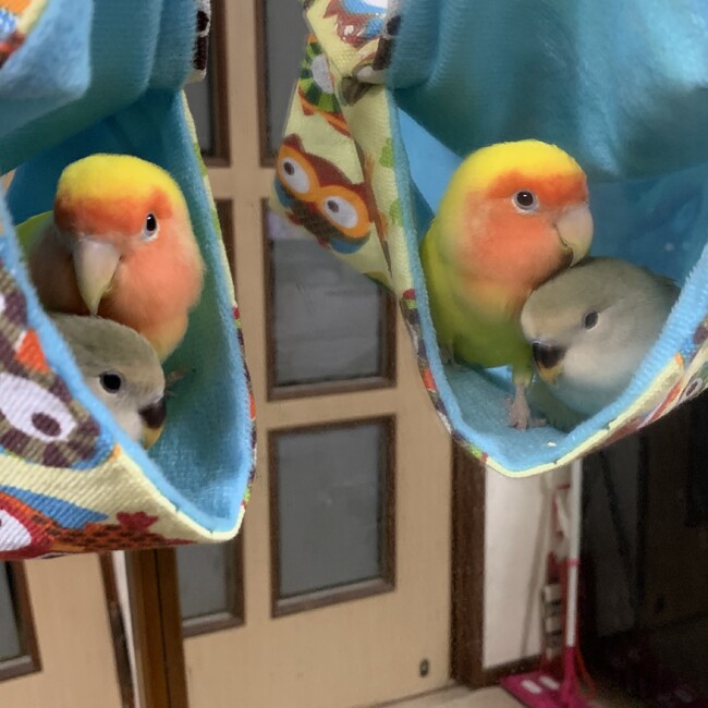 ダンディ242020のカバー写真