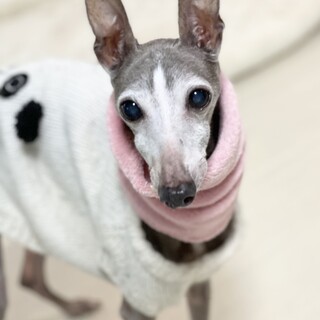 新しい家族ができました！（ルーク）