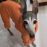 新しい家族ができました！（ルーク） サムネイル5