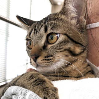 募集一時停止 馴てるれ可愛いキジ柄くっきりてん