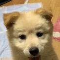 垂れ耳茶色の可愛い仔犬