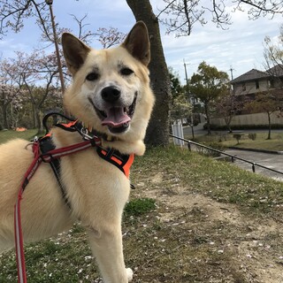 お散歩大好き！笑顔がまぶしい【サムギョ】くん♡