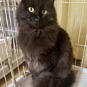 黒長毛おっとりイケにゃん　生後10か月