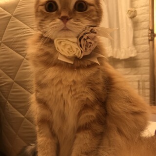 温厚穏やか甘えん坊さんスコ君