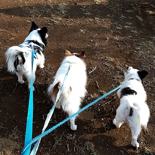 たんぽぽ3のカバー写真