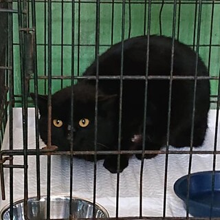 おとなな黒猫クロコ(仮)です♀