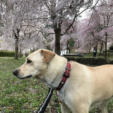 今年の花見は枝垂れ桜の里でした(^^)