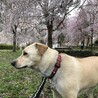 今年の花見は枝垂れ桜の里でした(^^)