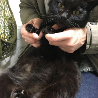 黒猫のユニちゃんありがとうございます