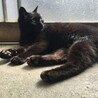 黒猫のユニちゃんありがとうございます サムネイル3