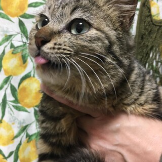 ありがとうございました。