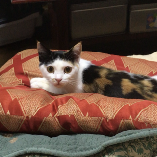 おてんばな三毛猫ちゃん
