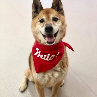 ムーミンともします！