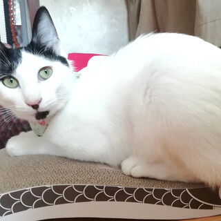 アゴひげが素敵な『オラフ』