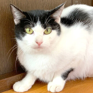 シャイな白黒猫『クルト』