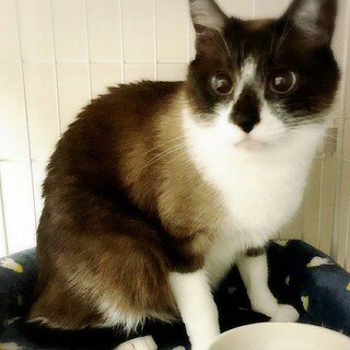 【4/11 東日本橋】シャムミックス♡ベッカムくん