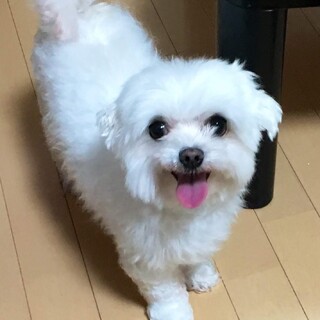 5歳のマルチーズちゃんです