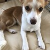 ウチのむぎ
