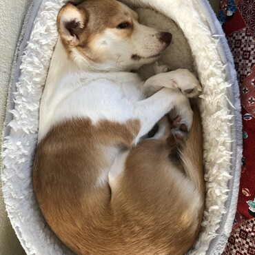 ベッドにすっぽり