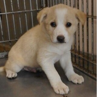 里親様に迎えられました。子犬♂013