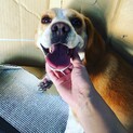 5歳 ビーグル犬