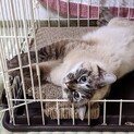 パール♡トライアル決定しました