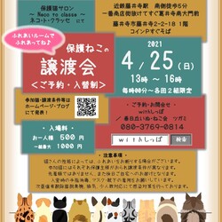 ＜＜大阪藤井寺＞＞保護ねこの譲渡会