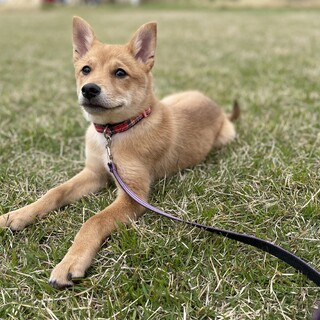 【里親決定】4ヶ月くらい 超ビビりです！