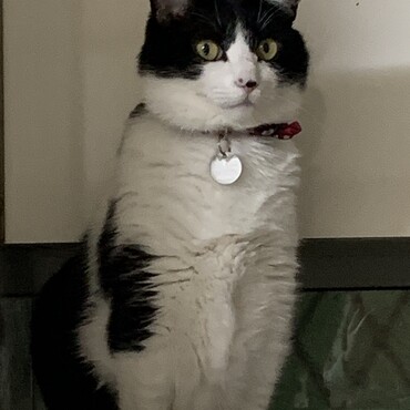 ポコの写真