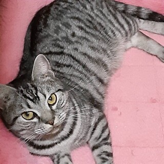 IQが高い？！約２歳女子　香仁（かに）ちゃん