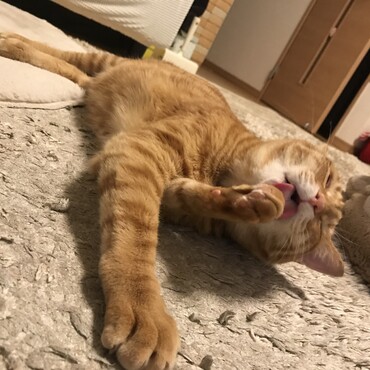 念入りに毛繕い中^ ^☺️