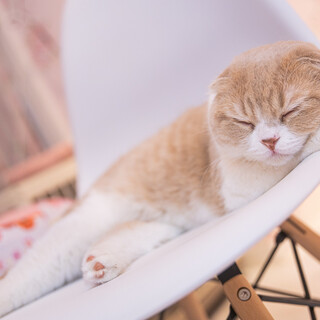 おとなしいです。