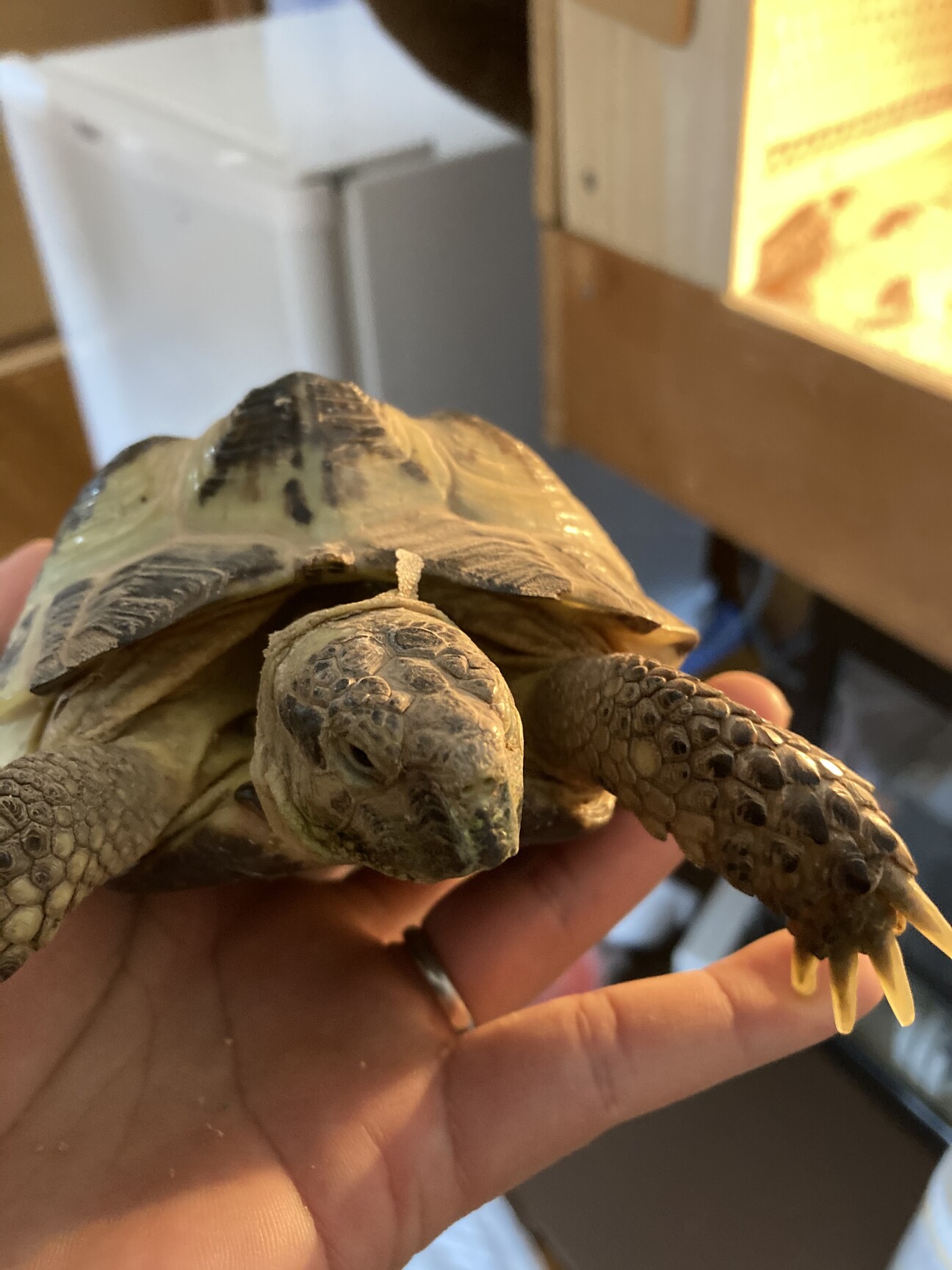 ロシアリクガメ 青森県 爬虫類 他の里親募集 3559 ペットのおうち 月間利用者150万人