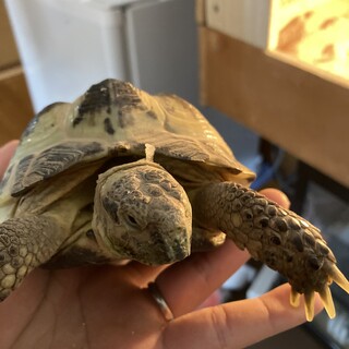 ロシアリクガメ