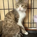 【なたね】おかげさまで里親様が決まりました。