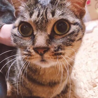 【4／11譲渡会】エキゾチック系可愛い猫