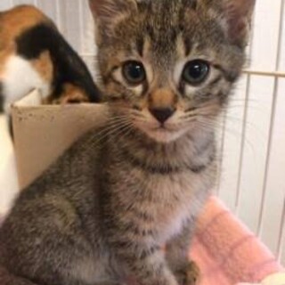 3ヶ月の子猫